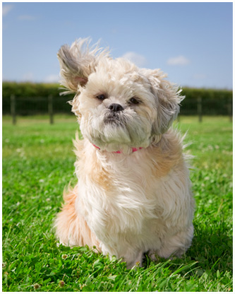 Listening Dog